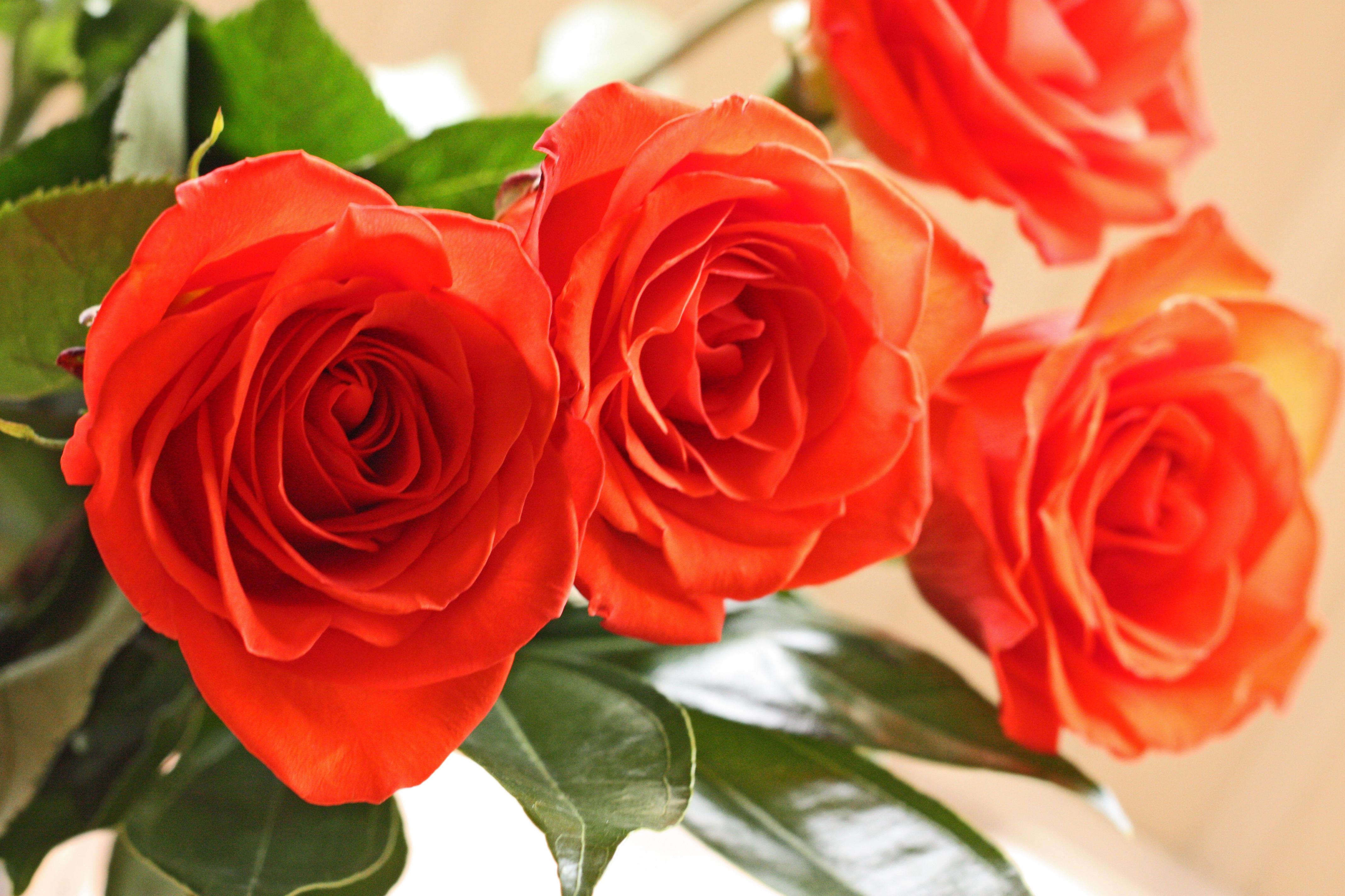 red-roses-1